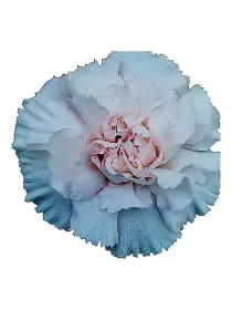 Mudah rosa - standard carnation young plant H. 10 cm Carnation / Garofano - Azienda Agricola Di Giorgio Antonio Ss