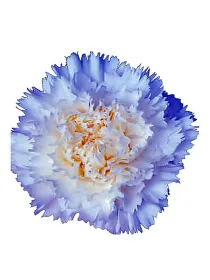 Nanouk fg 54 - standard carnation young plant H. 10 cm Carnation / Garofano - Azienda Agricola Di Giorgio Antonio Ss