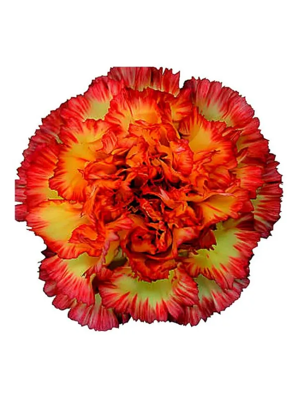 Nevet m 43 - standard carnation young plant H. 10 cm Carnation / Garofano - Azienda Agricola Di Giorgio Antonio Ss