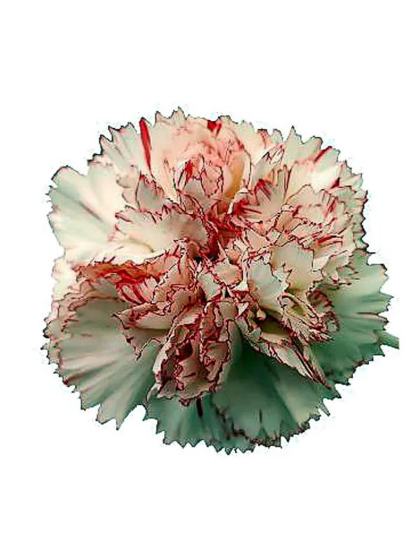 Orange fox pq 490 - standard carnation young plant H. 10 cm Carnation / Garofano - Azienda Agricola Di Giorgio Antonio Ss