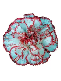 Pacsi fg 168 - standard carnation young plant H. 10 cm Carnation / Garofano - Azienda Agricola Di Giorgio Antonio Ss