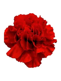 Pakito pq 424 - standard carnation young plant H. 10 cm Carnation / Garofano - Azienda Agricola Di Giorgio Antonio Ss
