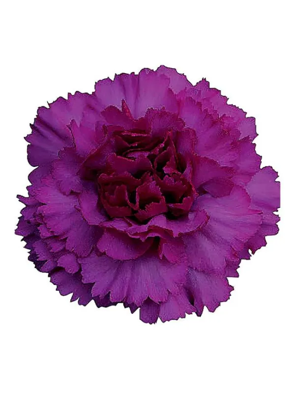 Passion violet np 947 - standard carnation young plant H. 10 cm Carnation / Garofano - Azienda Agricola Di Giorgio Antonio Ss