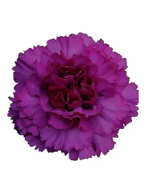 Passion violet np 947 - standard carnation young plant H. 10 cm Carnation / Garofano - Azienda Agricola Di Giorgio Antonio Ss