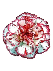Poirot fb - standard carnation young plant H. 10 cm Carnation / Garofano - Azienda Agricola Di Giorgio Antonio Ss