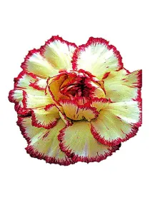 Poirot fg j 291 - standard carnation young plant H. 10 cm Carnation / Garofano - Azienda Agricola Di Giorgio Antonio Ss