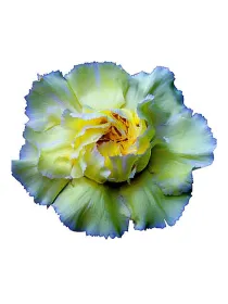 Poirot giallo - standard carnation young plant H. 10 cm Carnation / Garofano - Azienda Agricola Di Giorgio Antonio Ss