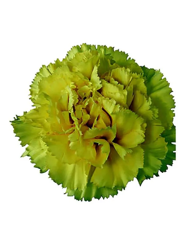 Reina oro - standard carnation young plant H. 10 cm Carnation / Garofano - Azienda Agricola Di Giorgio Antonio Ss