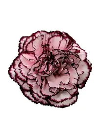 Rimella qr 982 - standard carnation young plant H. 10 cm Carnation / Garofano - Azienda Agricola Di Giorgio Antonio Ss