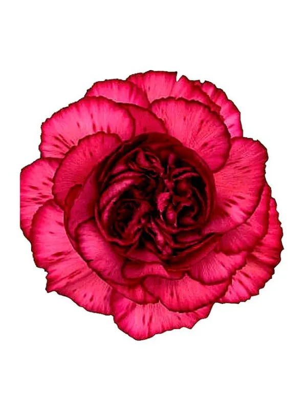 Riviera rs 266 - standard carnation young plant H. 10 cm Carnation / Garofano - Azienda Agricola Di Giorgio Antonio Ss