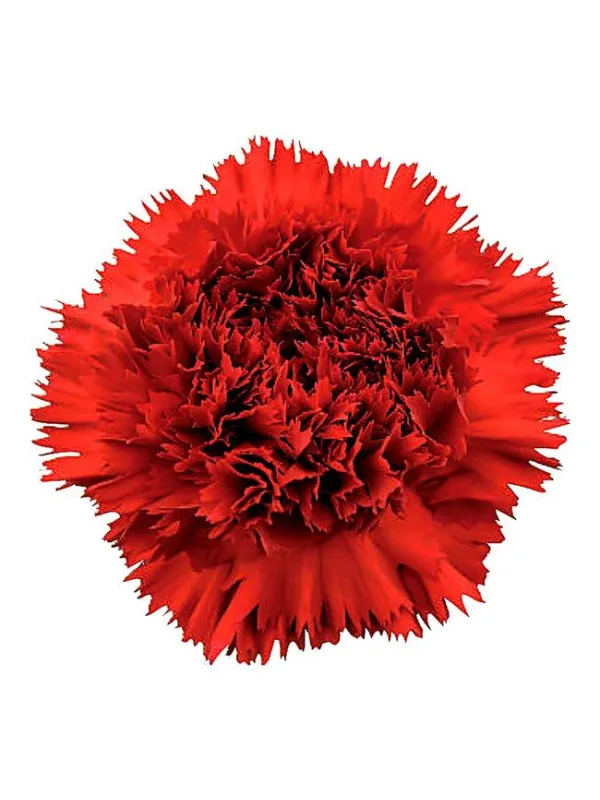 Rodrigo fg 22 - standard carnation young plant H. 10 cm Carnation / Garofano - Azienda Agricola Di Giorgio Antonio Ss