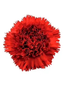 Rodrigo fg 22 - standard carnation young plant H. 10 cm Carnation / Garofano - Azienda Agricola Di Giorgio Antonio Ss