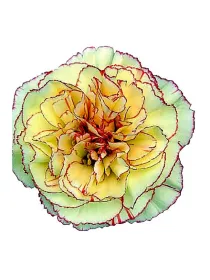 Solea qr 1057 - standard carnation young plant H. 10 cm Carnation / Garofano - Azienda Agricola Di Giorgio Antonio Ss