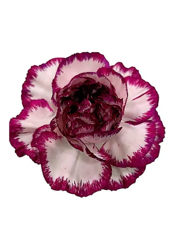 Sport picotee rs 10 - standard carnation young plant H. 10 cm Carnation / Garofano - Azienda Agricola Di Giorgio Antonio Ss