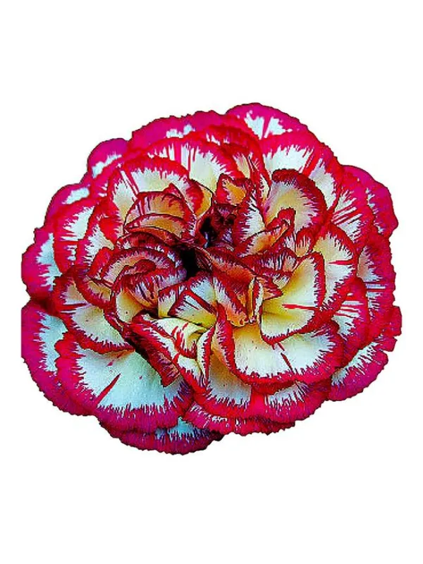 Supersic ab 645 - standard carnation young plant H. 10 cm Carnation / Garofano - Azienda Agricola Di Giorgio Antonio Ss