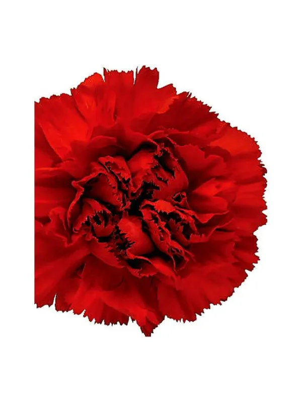 Teide kl 179 - standard carnation young plant H. 10 cm Carnation / Garofano - Azienda Agricola Di Giorgio Antonio Ss