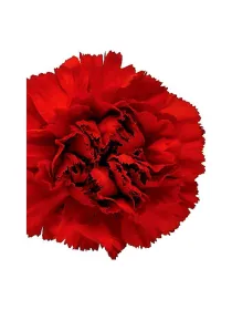 Teide kl 179 - standard carnation young plant H. 10 cm Carnation / Garofano - Azienda Agricola Di Giorgio Antonio Ss