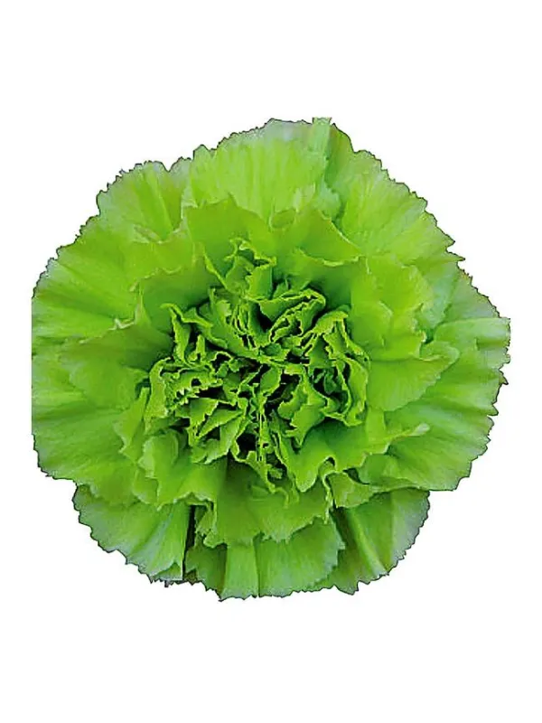 Tender flame rs 184 - standard carnation young plant H. 10 cm Carnation / Garofano - Azienda Agricola Di Giorgio Antonio Ss