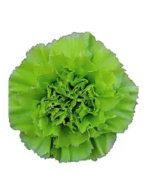Tender flame rs 184 - standard carnation young plant H. 10 cm Carnation / Garofano - Azienda Agricola Di Giorgio Antonio Ss