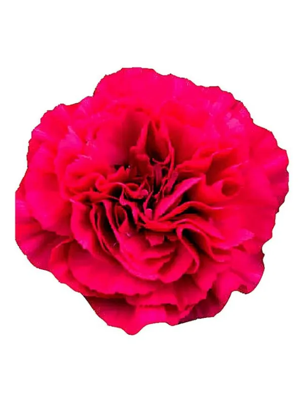 Torbella np 686 - standard carnation young plant H. 10 cm Carnation / Garofano - Azienda Agricola Di Giorgio Antonio Ss