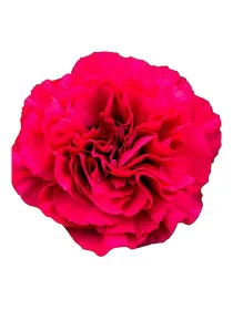 Torbella np 686 - standard carnation young plant H. 10 cm Carnation / Garofano - Azienda Agricola Di Giorgio Antonio Ss