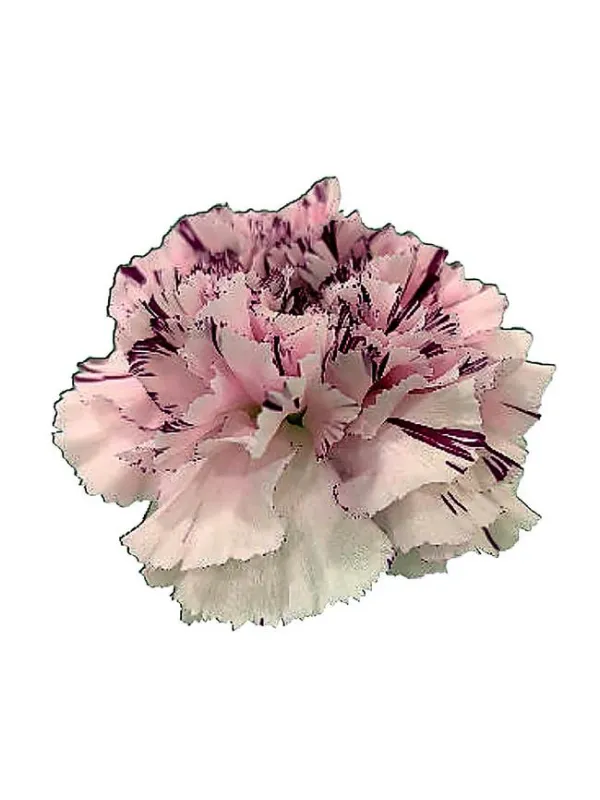 Truro pq 654 - standard carnation young plant H. 10 cm Carnation / Garofano - Azienda Agricola Di Giorgio Antonio Ss