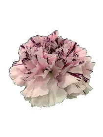 Truro pq 654 - standard carnation young plant H. 10 cm Carnation / Garofano - Azienda Agricola Di Giorgio Antonio Ss