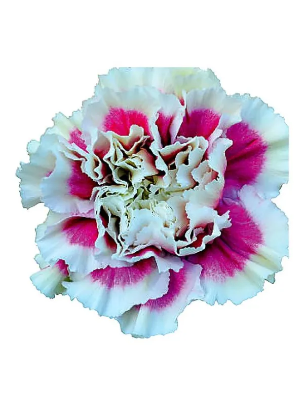 Vestea gh 678 - standard carnation young plant H. 10 cm Carnation / Garofano - Azienda Agricola Di Giorgio Antonio Ss