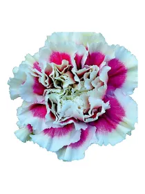 Vestea gh 678 - standard carnation young plant H. 10 cm Carnation / Garofano - Azienda Agricola Di Giorgio Antonio Ss