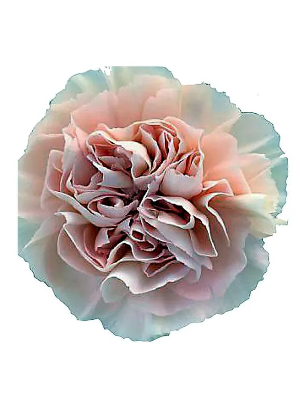 Vivant rs 303 - standard carnation young plant H. 10 cm Carnation / Garofano - Azienda Agricola Di Giorgio Antonio Ss