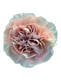 Vivant rs 303 - standard carnation young plant H. 10 cm Carnation / Garofano - Azienda Agricola Di Giorgio Antonio Ss