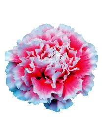 Vlora hj 405 - standard carnation young plant H. 10 cm Carnation / Garofano - Azienda Agricola Di Giorgio Antonio Ss