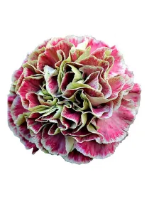 Wine cover - standard carnation young plant H. 10 cm Carnation / Garofano - Azienda Agricola Di Giorgio Antonio Ss