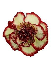 Zaklina fve - standard carnation young plant H. 10 cm Carnation / Garofano - Azienda Agricola Di Giorgio Antonio Ss