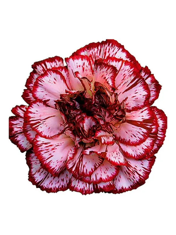 Zaklina gh 668 - standard carnation young plant H. 10 cm Carnation / Garofano - Azienda Agricola Di Giorgio Antonio Ss