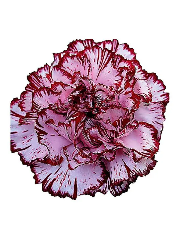 Zarco gh 204 - standard carnation young plant H. 10 cm Carnation / Garofano - Azienda Agricola Di Giorgio Antonio Ss