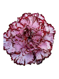 Zarco gh 204 - standard carnation young plant H. 10 cm Carnation / Garofano - Azienda Agricola Di Giorgio Antonio Ss