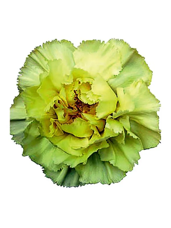 Zelda vinko - standard carnation young plant H. 10 cm Carnation / Garofano - Azienda Agricola Di Giorgio Antonio Ss