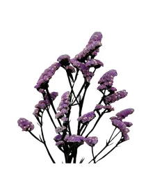 Hola aclarado l 23 - statice / cut flower young plant H. 10 cm Carnation / Garofano - Azienda Agricola Di Giorgio Antonio Ss