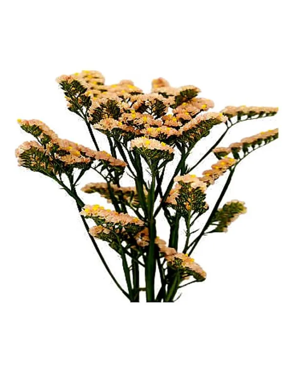 Hola azul sa 31 - statice / cut flower young plant H. 10 cm Carnation / Garofano - Azienda Agricola Di Giorgio Antonio Ss