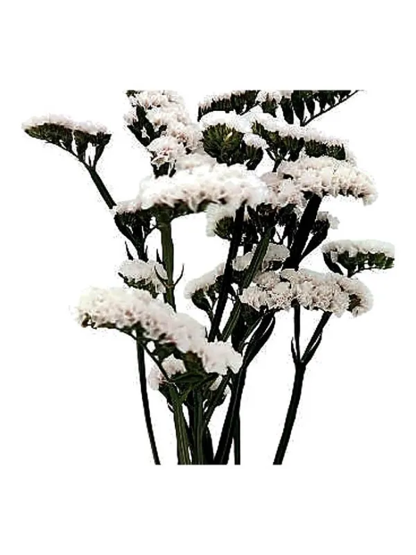 Hola blancos lb 18 - statice / cut flower young plant H. 10 cm Carnation / Garofano - Azienda Agricola Di Giorgio Antonio Ss