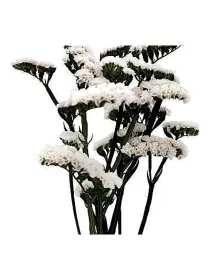 Hola blancos lb 18 - statice / cut flower young plant H. 10 cm Carnation / Garofano - Azienda Agricola Di Giorgio Antonio Ss