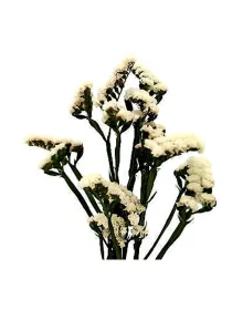 Hola claro l 112 - statice / cut flower young plant H. 10 cm Carnation / Garofano - Azienda Agricola Di Giorgio Antonio Ss