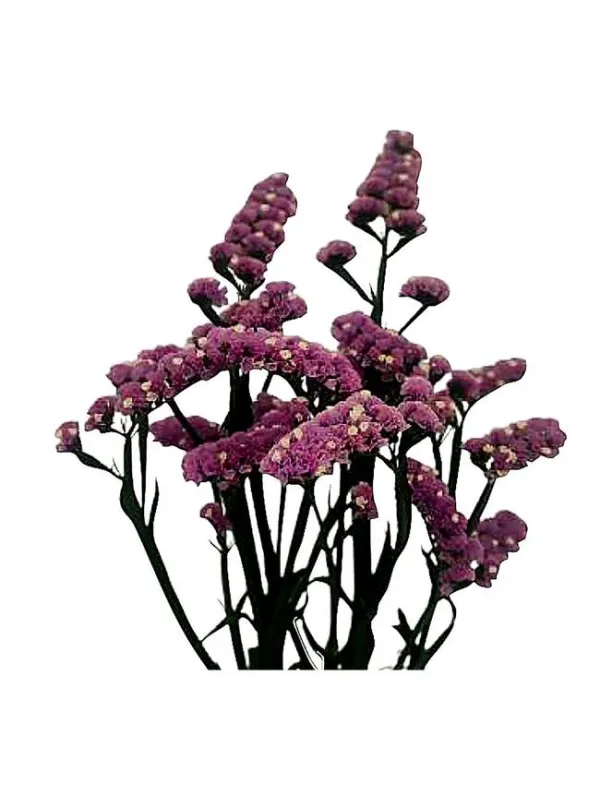Hola dos lr 42 - statice / cut flower young plant H. 10 cm Carnation / Garofano - Azienda Agricola Di Giorgio Antonio Ss