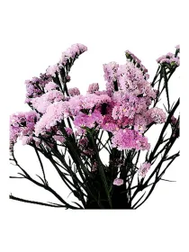 Hola fuxia sa 59 - statice / cut flower young plant H. 10 cm Carnation / Garofano - Azienda Agricola Di Giorgio Antonio Ss