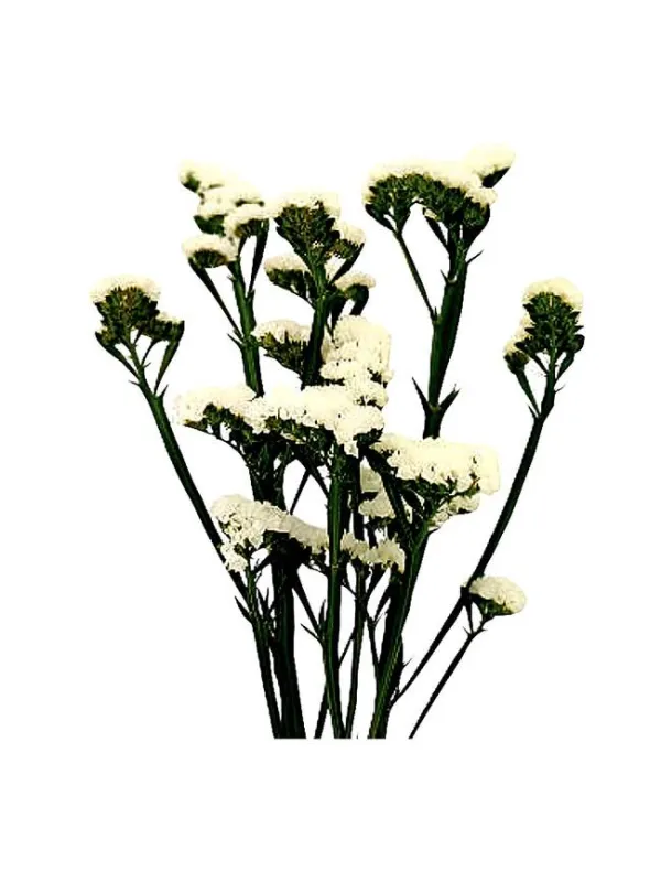 Hola madrid l 50 - statice / cut flower young plant H. 10 cm Carnation / Garofano - Azienda Agricola Di Giorgio Antonio Ss