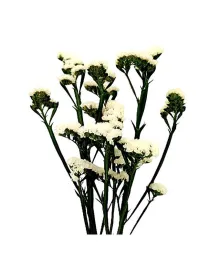 Hola madrid l 50 - statice / cut flower young plant H. 10 cm Carnation / Garofano - Azienda Agricola Di Giorgio Antonio Ss
