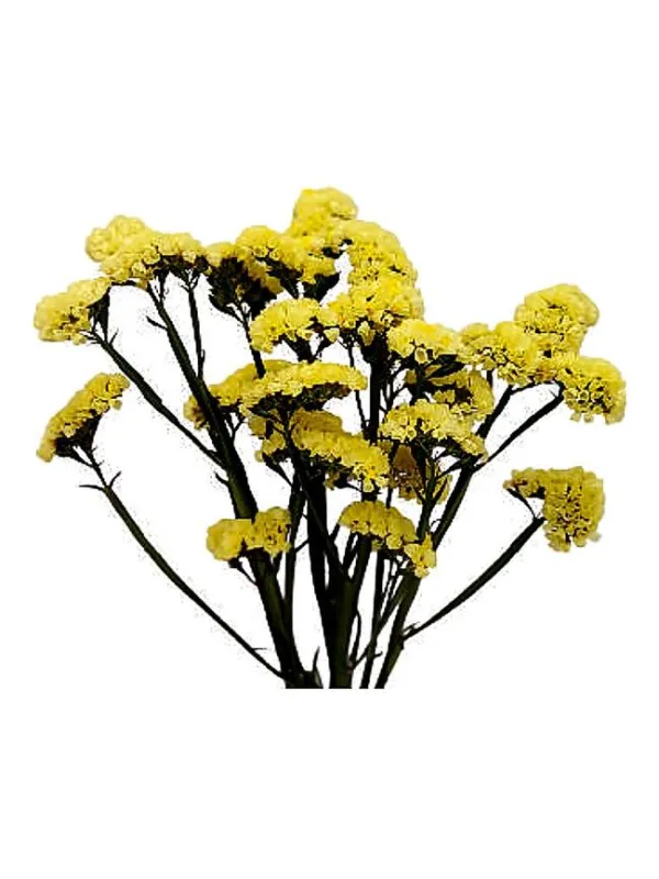 Hola marillo lg 25 - statice / cut flower young plant H. 10 cm Carnation / Garofano - Azienda Agricola Di Giorgio Antonio Ss