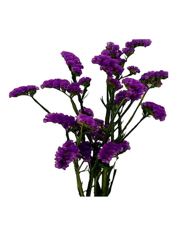 Hola noche sa 34 - statice / cut flower young plant H. 10 cm Carnation / Garofano - Azienda Agricola Di Giorgio Antonio Ss