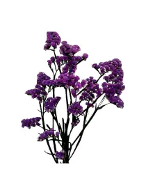 Hola oscuro l 64 - statice / cut flower young plant H. 10 cm Carnation / Garofano - Azienda Agricola Di Giorgio Antonio Ss